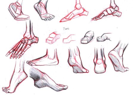 Стопа референс анатомия