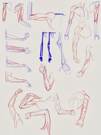 Анатомия референсы