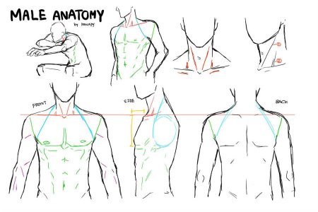 Анатомия тела рисунки аниме (54 фото)