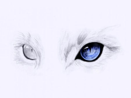 Глаза кошки рисунок