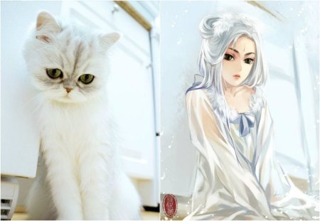 Коты в анимешном стиле