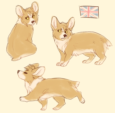 Референс собаки корги