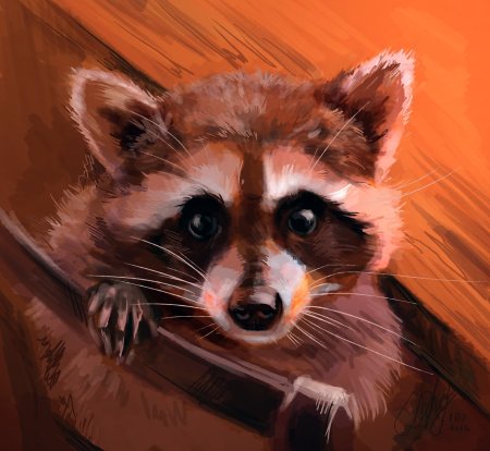 Мультяшные еноты