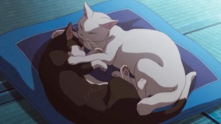 Незнакомец на берегу моря коты