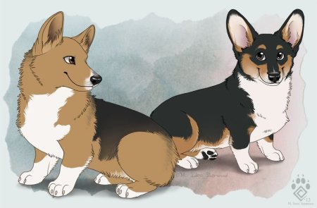 Референс собаки корги