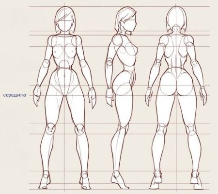 Пропорции тела человека референс