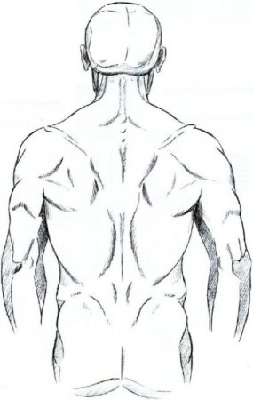 Мужская спина