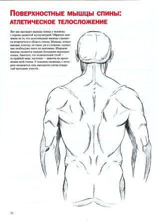 Анатомия спины человека для художников