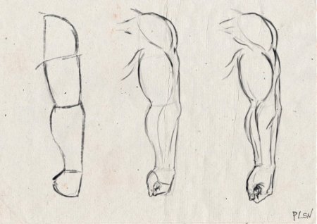 Рисовка Мускул