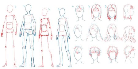 Анатомия человека для рисования для начинающих