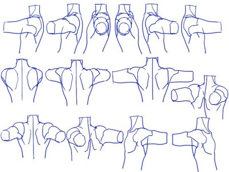 Анатомия плеч для рисования