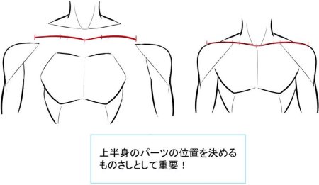 Ключицы референс