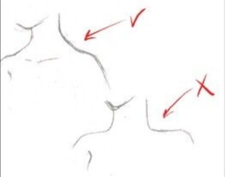 Шея и плечи рисование