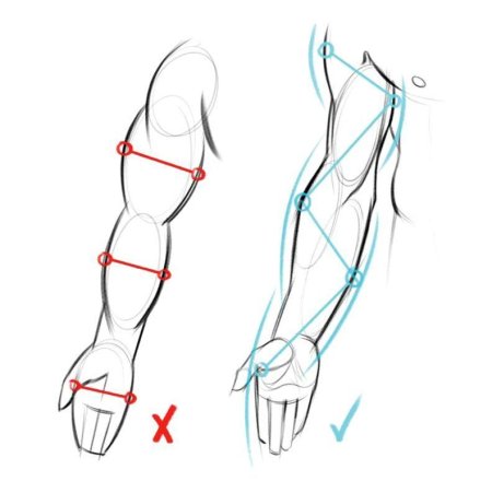 Рука человека анатомия референс