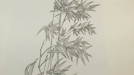 Бамбук рисунок карандашом