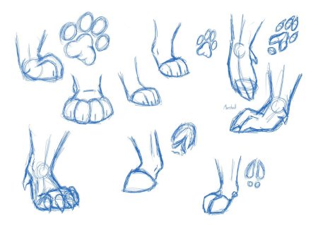 Кошачьи лапы референс