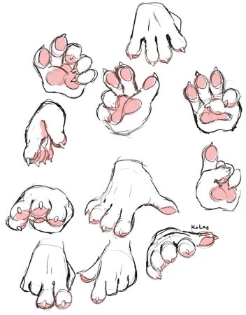 Лапы кошки референс сбоку