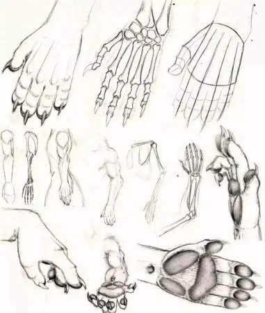 Руки референс анатомия кисти