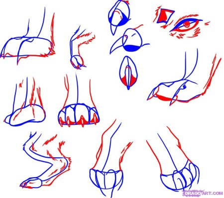 Рисование лап фурри