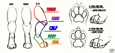 Лапа спереди референс