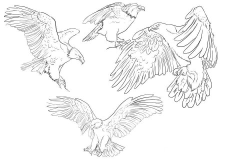 Референс орла сбоку