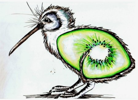 Киви символ новой Зеландии