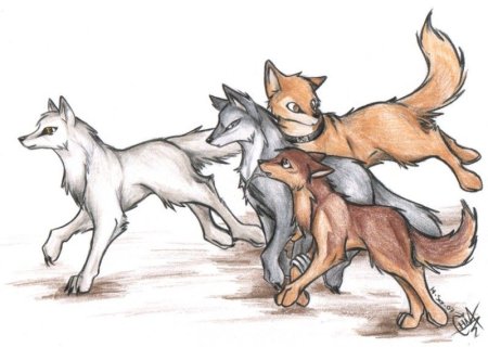 Волчонок рисунок