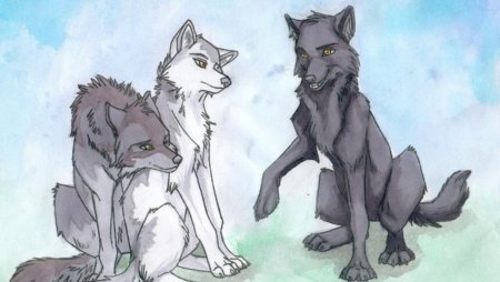 Три волка аниме