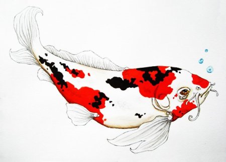 Рыба кои в профиль