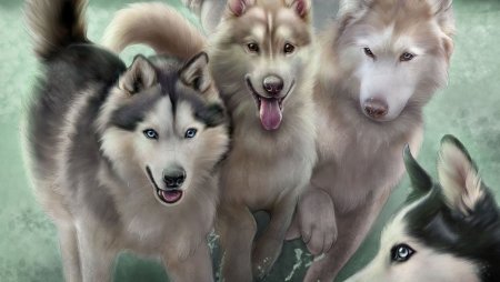 Хаски арт