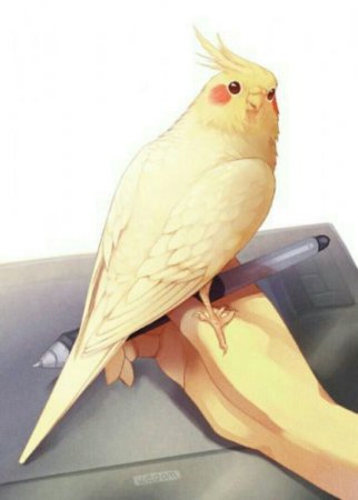 Попугай корелла