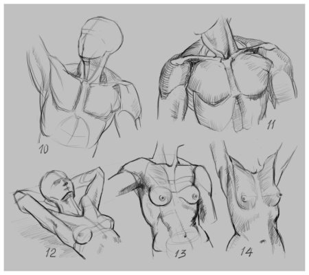 Рисование ключиц