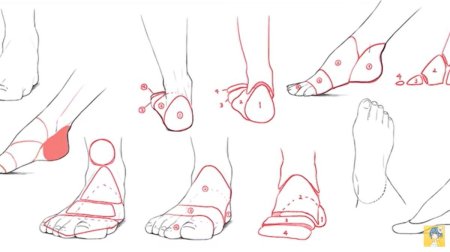 Поэтапное рисование стопы