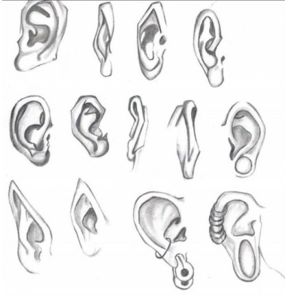 Ушная раковина референс