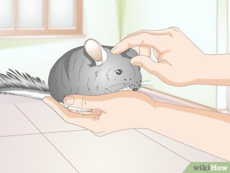 Шиншилла эмодзи