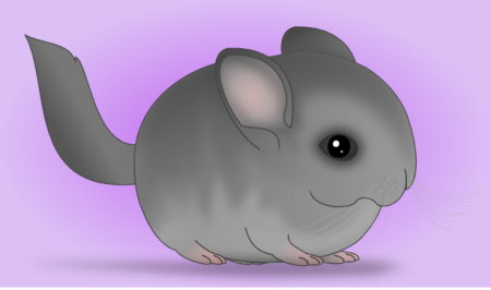 Шиншилла рисунок