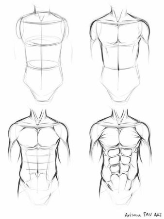 Торс анатомия для рисования