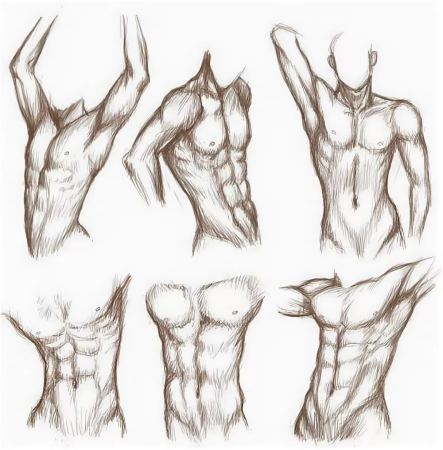 Торс анатомия референс
