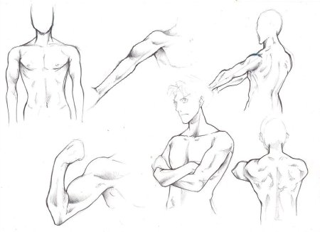 Анатомия мужчины для рисования аниме