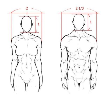 Анатомия мужского тела для художников