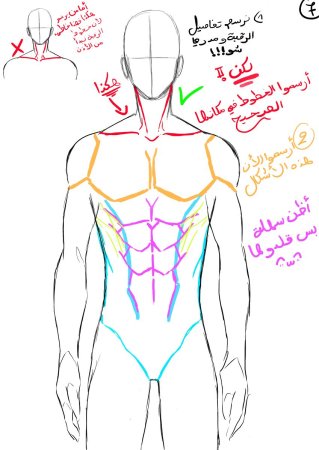 Анатомия мужского тела для рисования