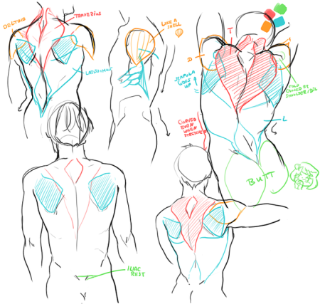 Пропорции человека аниме