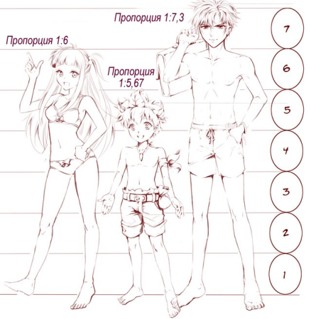 Анатомия груди для рисования