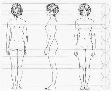 Пропорции женского тела для рисования