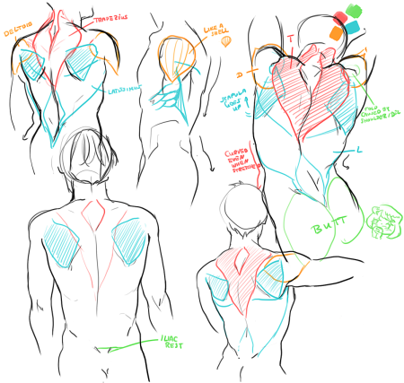 Референсы для рисования спины