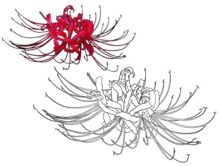 Нерине и ликорис