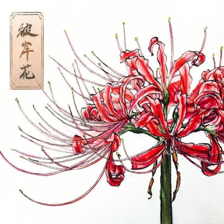 Хиганбана Паучья Лилия