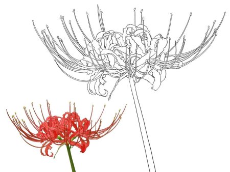 Ликорис Лучистый черный