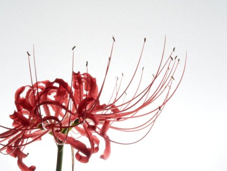 Паучья Лилия Токийский гуль