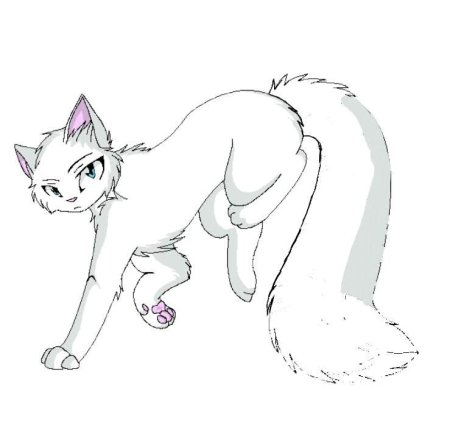 Коты Воители Белолапка